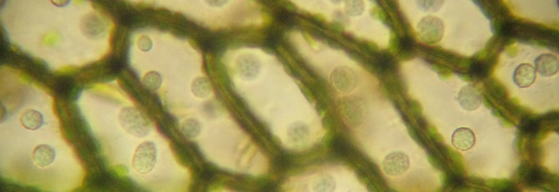 Jungermannia eucordifolia